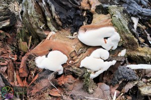 Phellinus populicola (3)